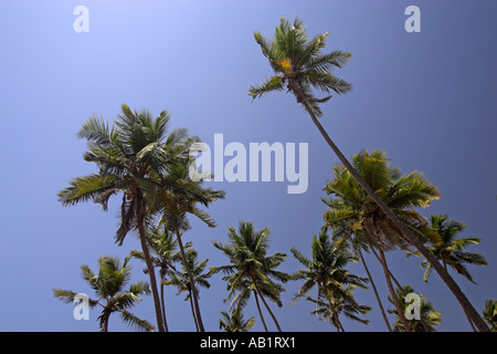 Hohe Palmen gegen wolkenlosen blauen Himmel Anjuna Goa Indien Stockfoto