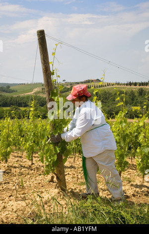 Menschen im Weinberg arbeiten. Weinbau, Rebschnitt und Binden die Reben Toskana Italien, Europa, EU Stockfoto