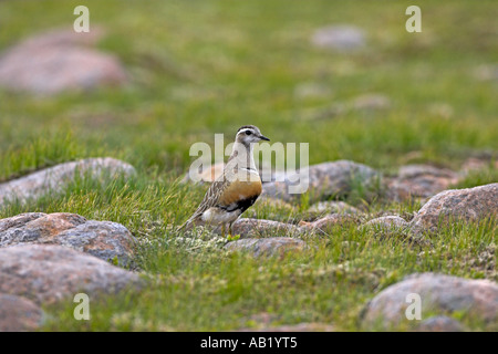 Eurasische Mornell Charadrius Morinellus in Mountain top Lebensraum Cairngorm Cairngorms National Park Highland Schottland Stockfoto