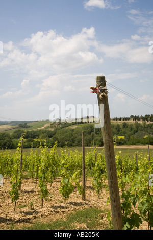 Weinbau, Traubenproduktion in Italien, Europa, EU Stockfoto