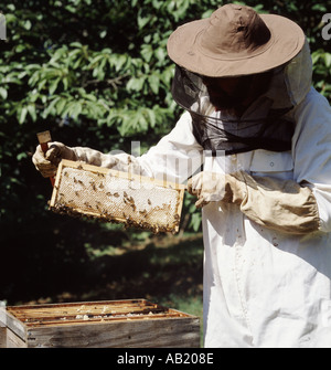 Imker, die Prüfung von flachen Rahmen der angeschnittene Ärmel Honig aus Super der nationalen Bienenstock Stockfoto