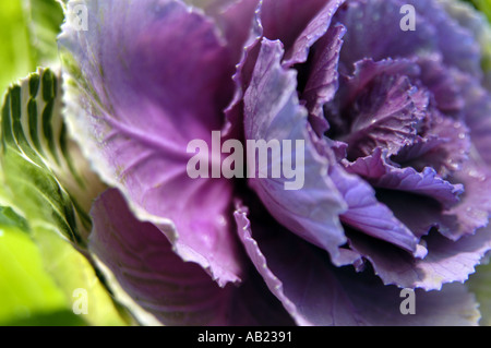 Nahaufnahme von dekorativem, dekorativem Kohl - Brassica oleracea. Stockfoto