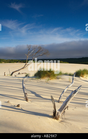 die Henty Dünen langsam Eingriff in das Landesinnere Wald nr Westküste Strahan Tasmanien Australien Stockfoto