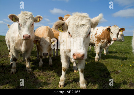 dh Rindfleisch Kühe RINDER UK Scottish White Young Beef mit Kuhherde Live Stock schottland schaut Kamera Landwirtschaft hautnah Stockfoto