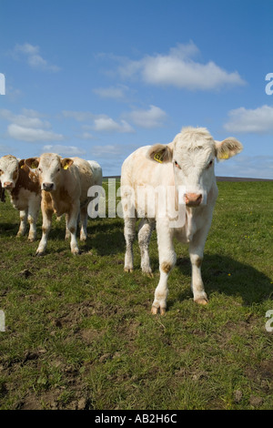 dh Rinder Rinder RINDER UK Weisses junges Rind Kühe Kuh Stockfoto