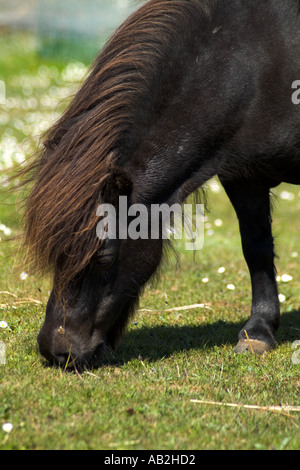 dh Shetland Pony SHETLAND PONY UK Schwarzes shetland mit shaggy Haaren Ponyweiden Pedigree reine Tierrasse Stockfoto