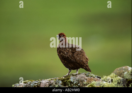 Moorschneehuhn Lagopus Lagopus Scoticus Handa Insel Scotland UK Stockfoto