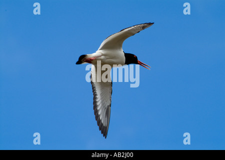 dh Haematopus ostralegus wader WATVÖGEL SCHOTTLAND Eurasischer Austernfischer gewöhnlich austernfischer Vogel schottische fliegende Vögel uk Sommer Seevögel Stockfoto