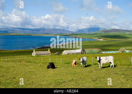 dh Swanbister Bay ORPHIR ORKNEY traditionelle Bauernhof Rinder Rindfleisch Kühe In Feldfeldern uk Herde Croft schottland Tierhaus Stockfoto