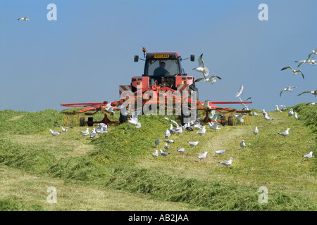 dh Traktor Harken Silage ERNTE UK Schottland Ausrüstung Gras für die Ernte Möwen Fütterung Vögel Flock Bauernhof Feld Maschinen Heu Farmland Stockfoto