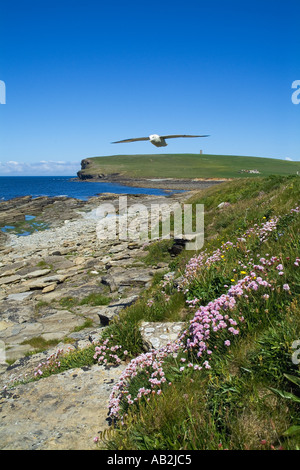 dh Marwick Bucht BIRSAY ORKNEY Fulmar Fulmarus Cyclopoida Meer gleiten pinks Sparsamkeit Armeria maritima Stockfoto