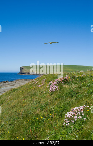 Dh Marwick ORKNEY BIRSAY bay Eissturmvogel Fulmarus glacialis fliegen Segelfliegen Meer pinks Sparsamkeit Armeria maritima Stockfoto