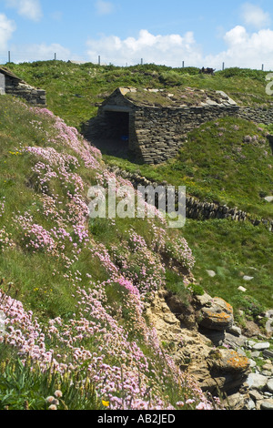 dh Sand Geo BIRSAY ORKNEY Fishermens Hütten Meer pinks Sparsamkeit Armeria maritima Stockfoto