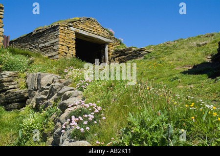 dh Sand Geo BIRSAY ORKNEY Fishermens Hütten und Boot Rampe Meer pinks Sparsamkeit Armeria maritima Stockfoto