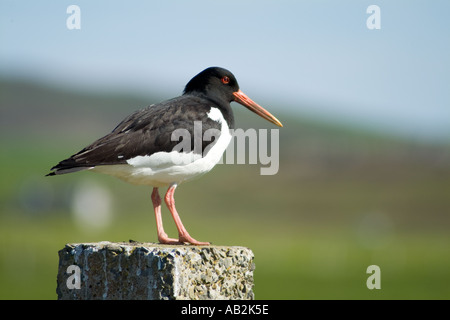 dh Haematopus ostralegus WATVÖGEL SCHOTTLAND Eurasischer Austernfänger Haematopus Vogel gemeiner Austernfischer Watvögel uk Sommer paläarktisch Stockfoto