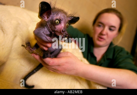 Der erste in Gefangenschaft gezüchtet Aye aye in Großbritannien Kintana in Bristol Zoo Gardens das Säugetier stammt aus Madagaskar und dachte früher Stockfoto