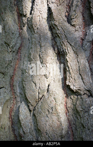 Baum Rinde strukturierten Hintergrund mit sap Stockfoto