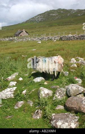 Schwarze konfrontiert Schafe unter den Felsen auf Achill Island, County Mayo, Irland Stockfoto