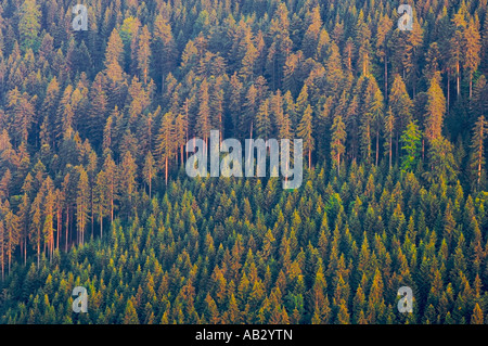 Neue Bäume gepflanzt, neben altem Baumbestand nördlichen Schwarzwald Deutschland Stockfoto