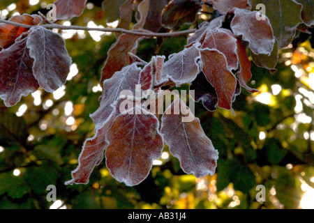 Frost auf Buche Blättern Stockfoto
