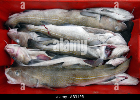 Frisch gefangenen Kabeljau in Hastings, East Sussex, England Stockfoto