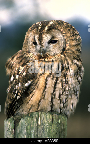 WALDKAUZ Strix Aluco Sylvatica oft genannt die Holz-Eule ernährt sich der gebürtige UK auf kleine Säugetiere, Vögel und Insekten Stockfoto