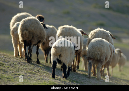 Israels Negev Wüste eine Schafherde Beduinen von hinten gesehen Stockfoto