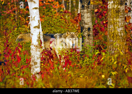 Grauer Wolf Canis Lupus Pine County Minnesota USA Stockfoto