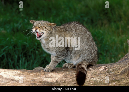 Schottische Wildkatze Felis Sylvestris grampian Vereinigtes Königreich Stockfoto