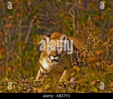 Berglöwe Puma Cougar Felis Concolor Pine County Minnesota USA Stockfoto