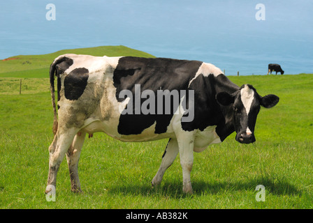 Holstein-Friesian Kuh stehend in einem Feld auf einer Klippe mit Blick auf das Meer Stockfoto