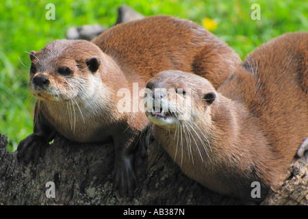 Zwei asiatische kurze Krallen Otter Amblonyx Cinereus eng zusammen legen Stockfoto