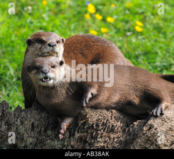 Zwei asiatische kurze Krallen Otter Amblonyx Cinereus eng zusammen legen Stockfoto