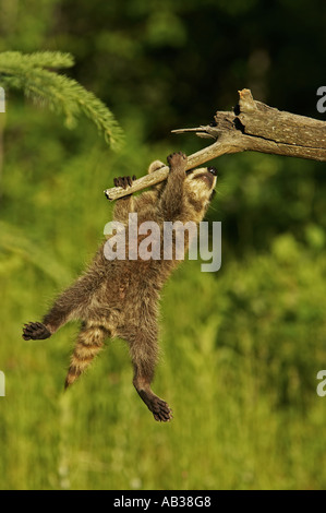 Gemeinsamen Waschbär Procyon Lotor Pine County Minnesota USA Stockfoto