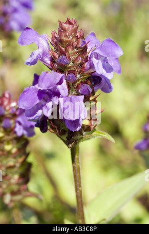 Leuchtend blaue Blüten der selbstheilenden oder selbstheilenden Pflanze (Prunella grandiflora), die auf einer Sommerwiese blühen, Makroaufnahme aus der Nähe. Stockfoto