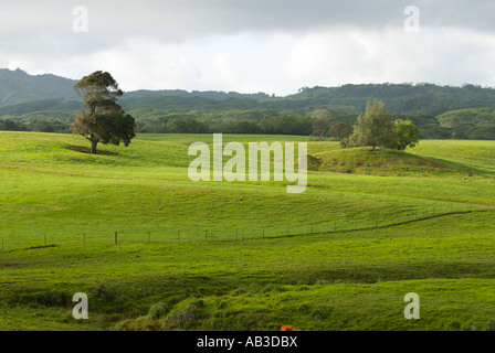 Baum auf der grünen Weide, Kauai, Hawaii Stockfoto