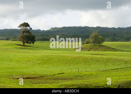 Baum auf der grünen Weide, Kauai, Hawaii Stockfoto