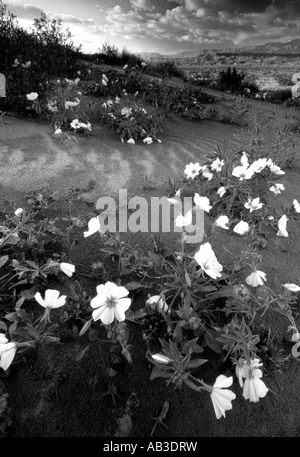 Black And White Desert Primrose und Sanddünen Anza Borrego Desert State Park Borrego Springs San Diego County Kalifornien Stockfoto