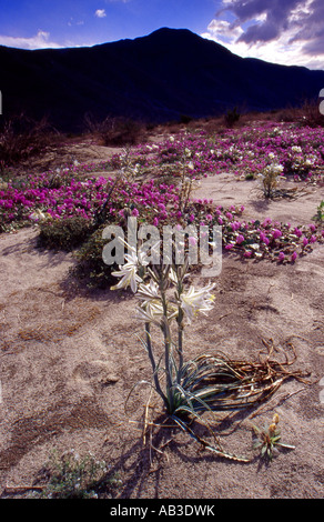 Wüste Lilie Anza Borrego Desert State Park Borrego Springs San Diego County Kalifornien Vereinigte Staaten USA Stockfoto
