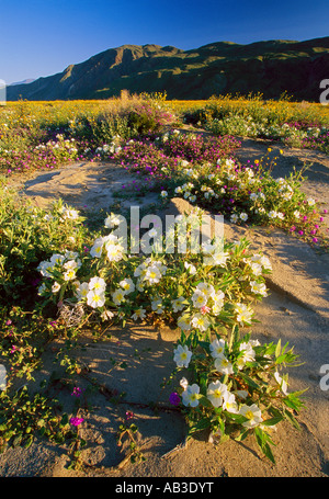 Blumen blühen In Henderson Canyon Anza Borrego Desert State Park Borrego Springs San Diego County Kalifornien Vereinigte Staaten USA Stockfoto