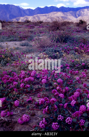 Sand-Verbena In Coyote Canyon Anza Borrego Desert State Park Borrego Springs San Diego County Kalifornien Vereinigte Staaten USA Stockfoto