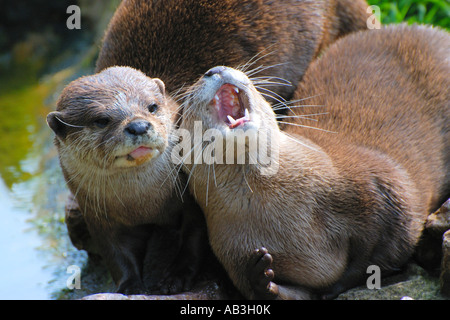 Zwei asiatische kurze Krallen Otter Amblonyx Cinereus spielen eng zusammen auf dem Rücken mit Mund weit offen Stockfoto