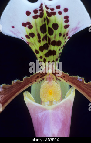 Nahaufnahme einer Paphiopedilum Slipper Orchidee Blume Stockfoto