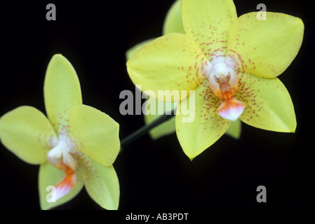 Phalaenopsis Gelbe Orchidee Blüten auf schwarzem Hintergrund Stockfoto