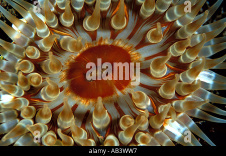 Dahlie Anemone Urticina Felina St. Abbs United Kingdom Stockfoto