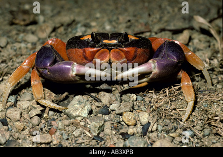 Landkrabben Geocarcinus Quadratus Corcovado Nationalpark Costa Rica Mittelamerika Stockfoto