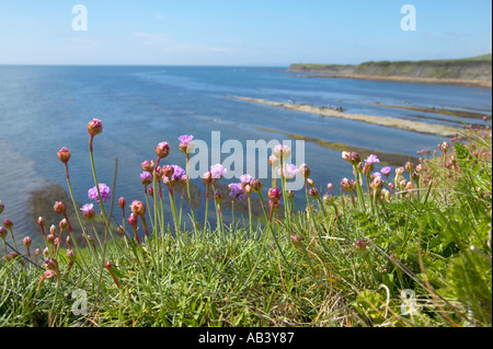 Meer rosa Sparsamkeit wächst auf Klippe am Kimmeridge Bay Dorset Stockfoto