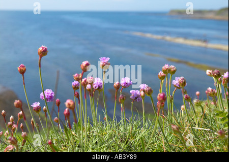 Meer rosa Sparsamkeit wächst auf Klippe am Kimmeridge Bay Dorset Stockfoto