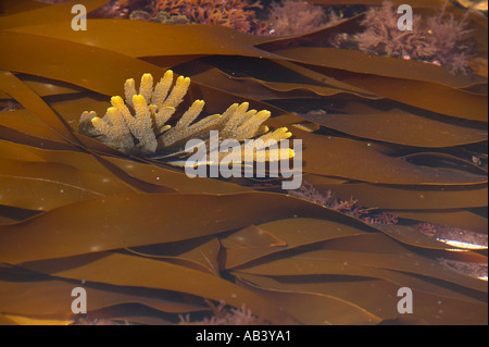 Seetang und Algen in Dorset Stockfoto