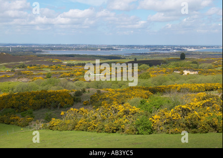Studland Heath eine biologisch wichtige Heide reservieren auf der Isle of Purbeck Dorset Stockfoto